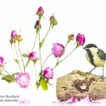 MÃ©sange charbonniÃ¨re - Parus major - Great Tit