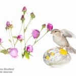 Moineau domestique - Passer domesticus - House Sparrow