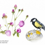 MÃ©sange charbonniÃ¨re - Parus major - Great Tit