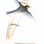 MÃ©sange charbonniÃ¨re - Parus major - Great Tit