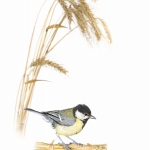 MÃ©sange charbonniÃ¨re - Parus major - Great Tit
