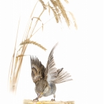 Moineau domestique - Passer domesticus - House Sparrow