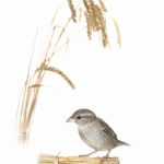 Moineau domestique - Passer domesticus - House Sparrow