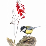 MÃ©sange charbonniÃ¨re - Parus major - Great Tit