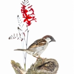 Moineau domestique - Passer domesticus - House Sparrow