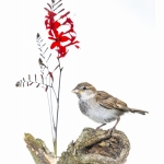 Moineau domestique - Passer domesticus - House Sparrow