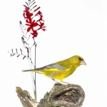 verdier d'Europe - Chloris chloris - European Greenfinch