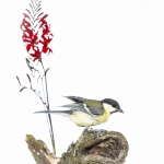 MÃ©sange charbonniÃ¨re - Parus major - Great Tit