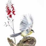 MÃ©sange charbonniÃ¨re - Parus major - Great Tit