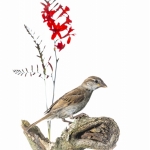 Moineau domestique - Passer domesticus - House Sparrow