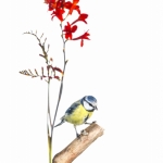 MÃ©sange bleue - Cyanistes caeruleus - Eurasian Blue Tit