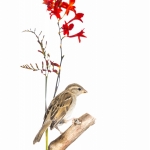 Moineau domestique - Passer domesticus - House Sparrow