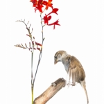 Moineau domestique - Passer domesticus - House Sparrow