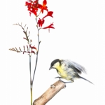 MÃ©sange charbonniÃ¨re - Parus major - Great Tit