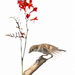 Moineau domestique - Passer domesticus - House Sparrow