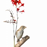 Moineau domestique - Passer domesticus - House Sparrow