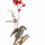Moineau domestique - Passer domesticus - House Sparrow