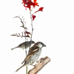 Moineau domestique - Passer domesticus - House Sparrow
