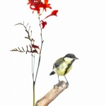 MÃ©sange charbonniÃ¨re - Parus major - Great Tit