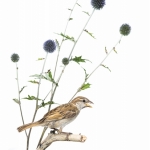 Moineau domestique - Passer domesticus - House Sparrow