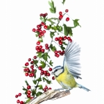 MÃ©sange bleue - Cyanistes caeruleus - Eurasian Blue Tit