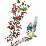 MÃ©sange bleue - Cyanistes caeruleus - Eurasian Blue Tit