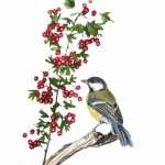 MÃ©sange charbonniÃ¨re - Parus major - Great Tit