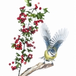 MÃ©sange bleue - Cyanistes caeruleus - Eurasian Blue Tit