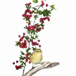 Pouillot vÃ©loce - Phylloscopus collybita - Common Chiffchaff