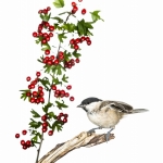 MÃ©sange nonnette - Poecile palustris - Marsh Tit
