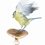 MÃ©sange bleue - Cyanistes caeruleus - Eurasian Blue Tit