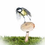 MÃ©sange charbonniÃ¨re - Parus major - Great Tit