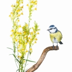 MÃ©sange bleue - Cyanistes caeruleus - Eurasian Blue Tit - sur f