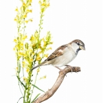 Moineau domestique - Passer domesticus - House Sparrow -  sur fo