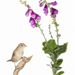 Moineau domestique - Passer domesticus - House Sparrow -  sur fo