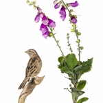 Moineau domestique - Passer domesticus - House Sparrow -  sur fo