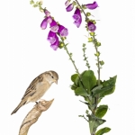 Moineau domestique - Passer domesticus - House Sparrow -  sur fo