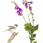 MÃ©sange nonnette - Poecile palustris - Marsh Tit - sur fond bla