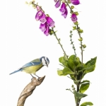 MÃ©sange bleue - Cyanistes caeruleus - Eurasian Blue Tit - sur f