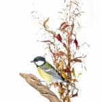 MÃ©sange charbonniÃ¨re - 
Parus major - Great Tit - sur fond bla