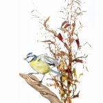 MÃ©sange bleue - Cyanistes caeruleus - Eurasian Blue Tit - sur f