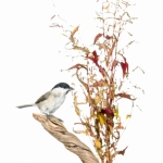 MÃ©sange nonnette - Poecile palustris - Marsh Tit - sur fond bla