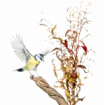 MÃ©sange bleue - Cyanistes caeruleus - Eurasian Blue Tit - sur f