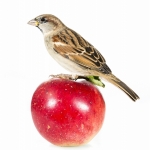 Moineau domestique - Passer domesticus - House Sparrow -  sur fo