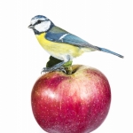 MÃ©sange bleue - Cyanistes caeruleus - Eurasian Blue Tit - sur f