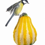 MÃ©sange charbonniÃ¨re - 
Parus major - Great Tit - sur fond bla