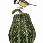 MÃ©sange charbonniÃ¨re - 
Parus major - Great Tit - sur fond bla