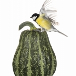 MÃ©sange charbonniÃ¨re - 
Parus major - Great Tit - sur fond bla