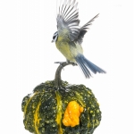 MÃ©sange bleue - Cyanistes caeruleus - Eurasian Blue Tit - sur f