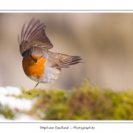 Les oiseaux du jardin photographiÃ©s Ã  la mangeoire en hiver. Saison : Hiver - Lieu : Marcheville / CrÃ©cy-en-Ponthieu, Somme, Picardie, France.